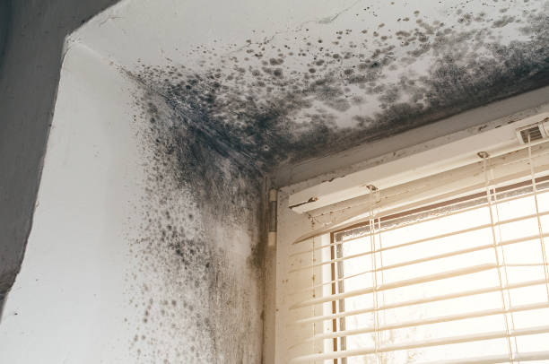 Affordable Black Mold Remediation solutions in Middlesex, NC